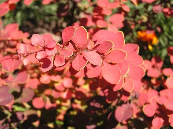 Soubor:Berberis thunbergii in Sedovo.jpg – Wikipedie