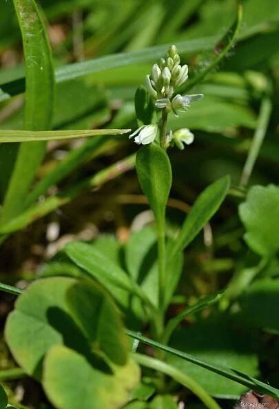 Vítod nahořklý (Polygala amarella)