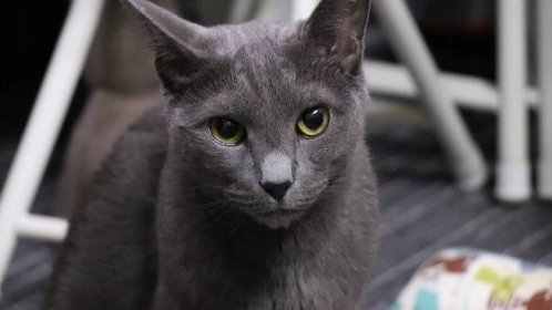 Ruská modrá kočka: Přítulný společník se psí povahou