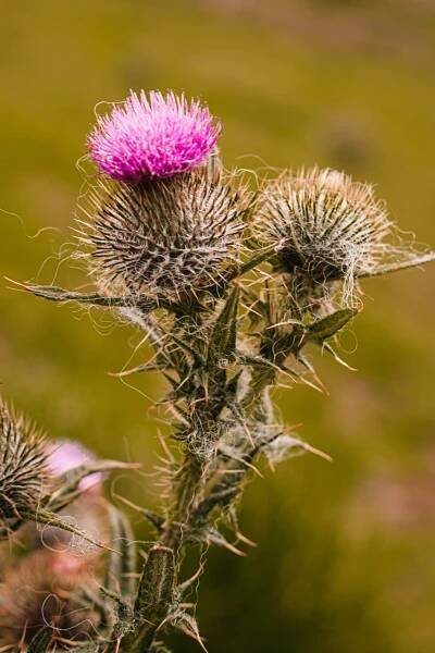Milk Thistle By Illiya Vjestica Dyeneffuklk Unsplash