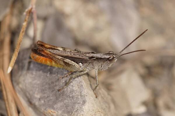 Chorthippus vagans - saranče lesní