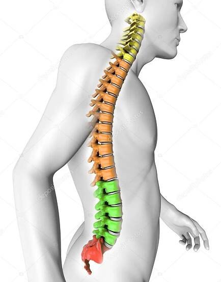 Stáhnout - Anatomie lidské páteře — Stock obrázek