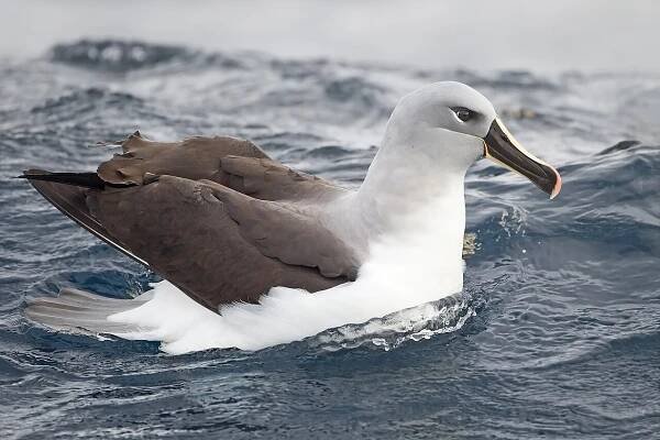 Soubor:Thalassarche chrysostoma - SE Tasmania.jpg – Wikipedie