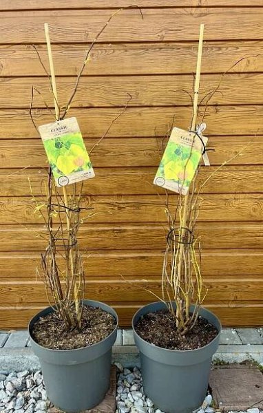 Cercis The Rising Sun – Hortinest