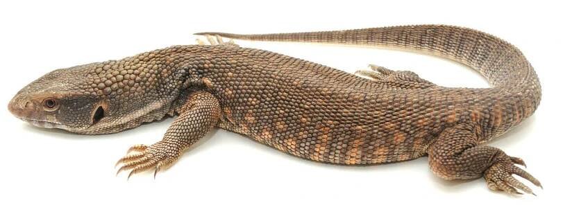 Savanna Monitor