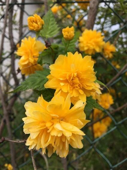 Kéria japonská (Kerria japonica)