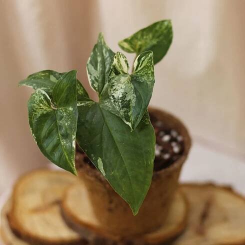 Syngonium Albo "M" (šetrné k přírodě)