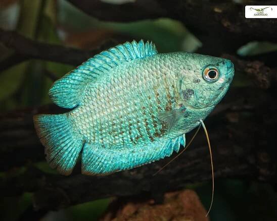 2x blue dwarf gourami - Trichopodus lalius - pair