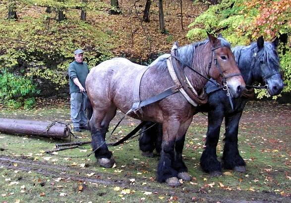 Obloha patřila dravcům, země komické předloze dinosaurů v Jurském parku