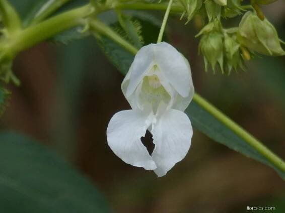 Netýkavka žláznatá - Impatiens glandulifera