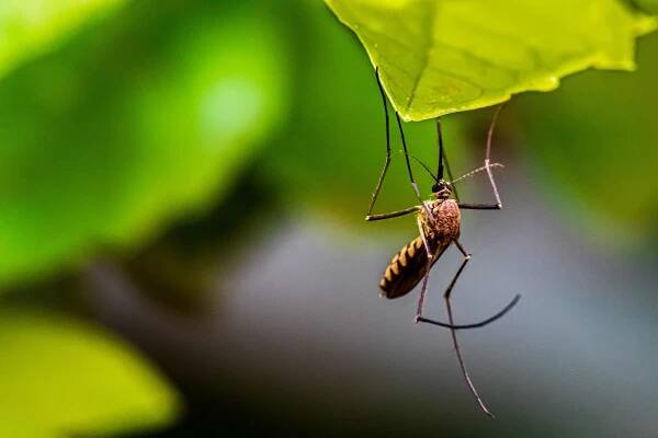 V Kambodži a Vietnamu byli objeveni komáři, kteří jsou extrémně odolní vůči insekticidům – přípravkům určeným k hubení hmyzu v jeho různých vývojových stupních. Objev vyvolává vážné obavy, neboť případné přemnožení může vést k explozi infekčních onemocnění, informuje web New Scientist.