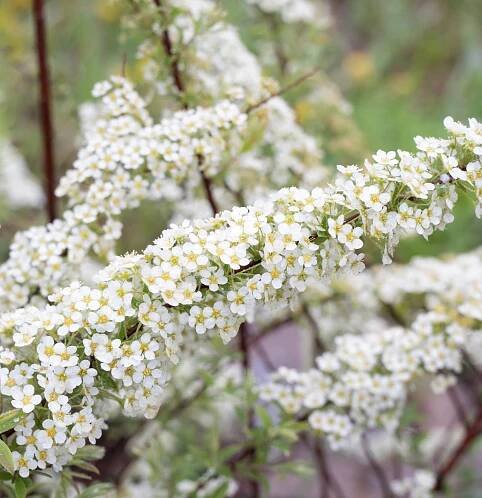 Tavolník šedý norský GREFSHEIM Sněhově bílý květ Sazenice v květináčích Latinský název spiraea x cinerea
