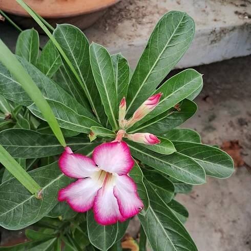 Gallery | AB Horticulture