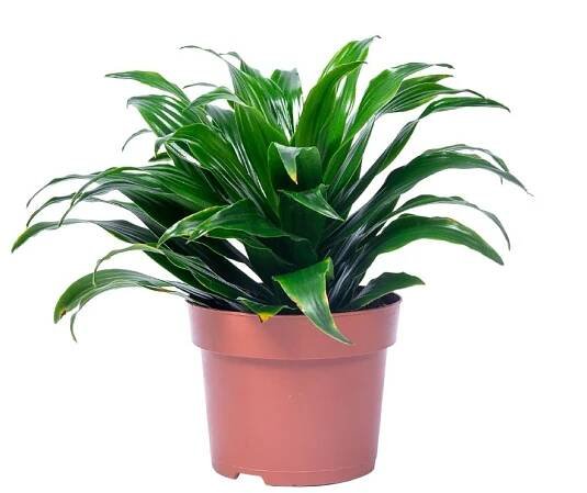 Sansevieria Green – Gulf Palms
