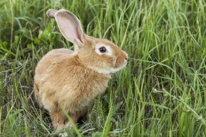 Králičí nemoci: ušní svrab u králíků