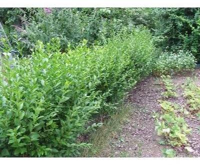 Ligustrum vulgare Atrovirens (ptačí zob obecný)