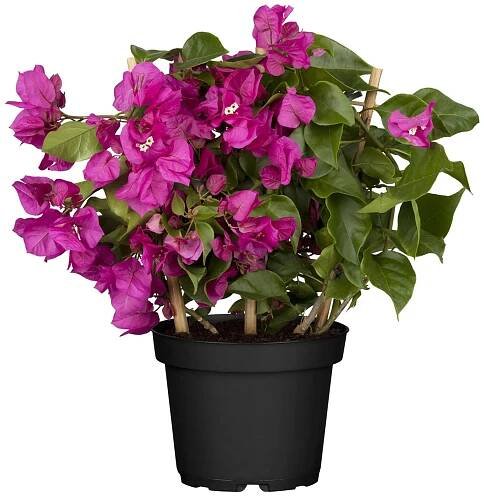 Bugenvilea lysá (Bougainvillea sanderiana) kmen, cca 40-60 cm, pr. kv. cca 24 cm