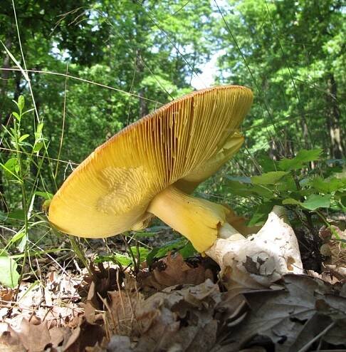 Amanita caesarea - muchomůrka císařka