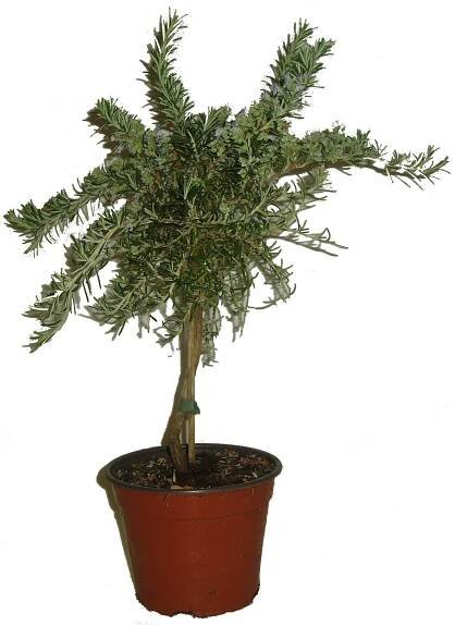 Rozmarýn na kmínku ROSMARINO OFFICINALIS - Citrus-shop.cz