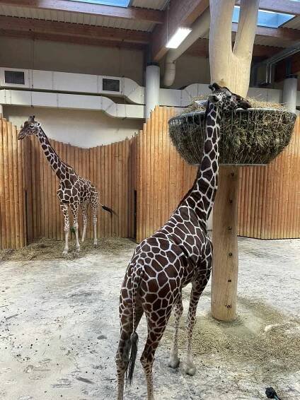 Vánoční Zoo Dvůr Králové nad Labem | Základní škola, Červený Kostelec, Lhota, Bratří Čapků 138, okres Náchod