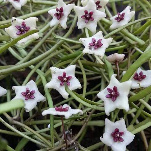 400+ Rare Hoya plant Varieties in Thailand – Hoya Planter