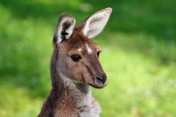 Soubor:Cute Kangaroo (Unsplash).jpg – Wikipedie