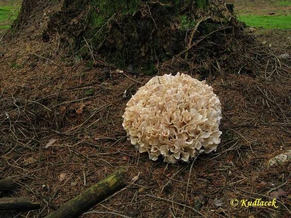 Obrázek - Sparassis nemecii (kotrč Němcův) | BioLib.cz
