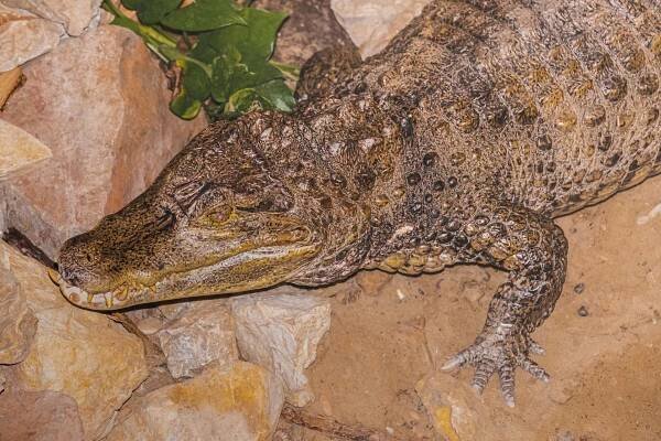 Krokodýl nilský (Crocodylus niloticus) zvíře na zemi v zooparku
