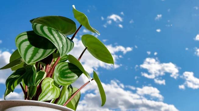 Peperomia argyreia | njega i održavanje - Pjantina