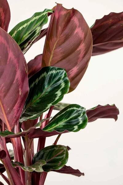 calathea_medallon