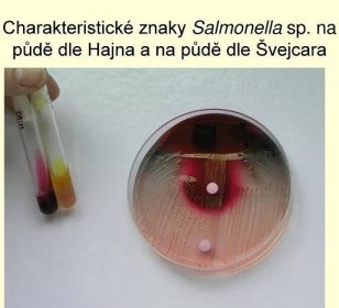 Charakteristické znaky Salmonella sp. na půdě dle Hajna a na půdě dle Švejcara.