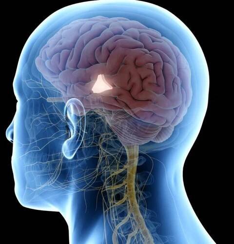 "Aging hotspot" found in the brain may hold the key to longevity