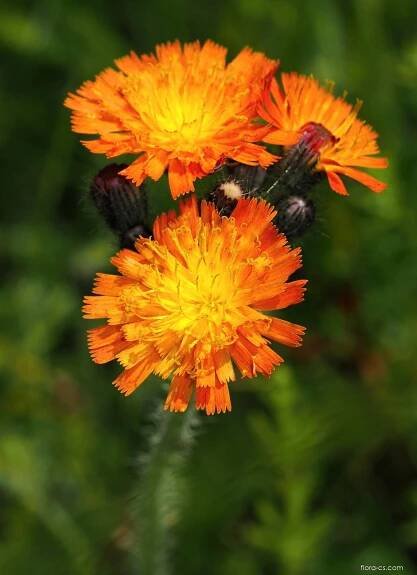 Chlupáček oranžový (Pilosella aurantiaca)