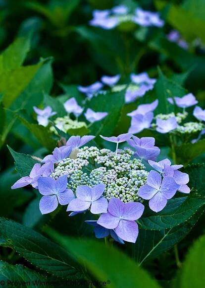 Let's Dance® Starlight - Bigleaf Hydrangea - Hydrangea macrophylla | Proven Winners
