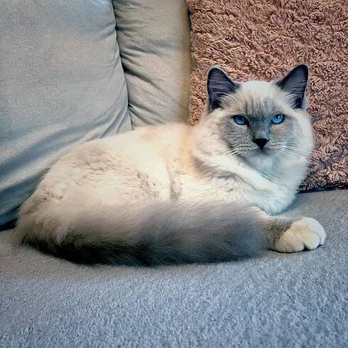 Ragdoll blue mitted - Genry Valley Tuberose *RU (RAG а 04) - 7 měsíců
