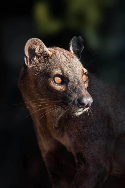 Anakona - fosa madagaskarská
