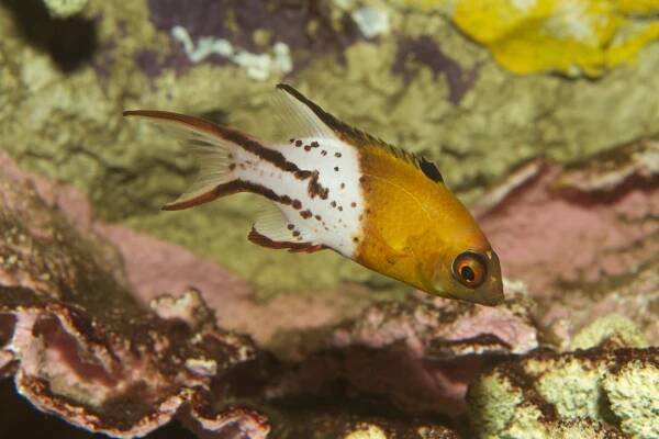 Lyretail hogfish
