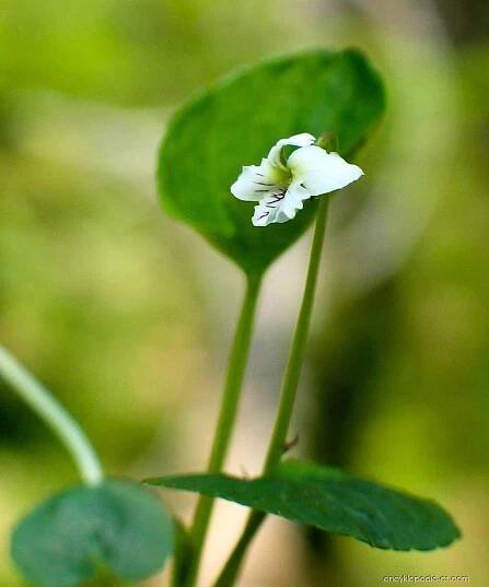 Atlas - fotogalerie: viola blanda; 1