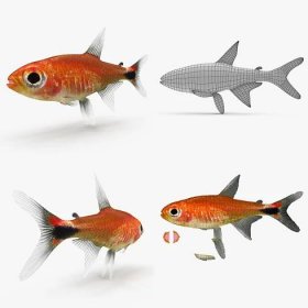 fish wrasse koi 3D model https://p.turbosquid.com/ts-thumb/tv/NC1AxB/OHJiSPcu/rubytetram/png/1532239217/1920x1080/fit_q87/cdb78e8b2dc19ec60ed621985dd9046b623552d6/rubytetram.jpg