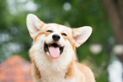 corgi pes úsměv a šťastný v letním slunečném dni - pes velškorgi - stock snímky, obrázky a fotky