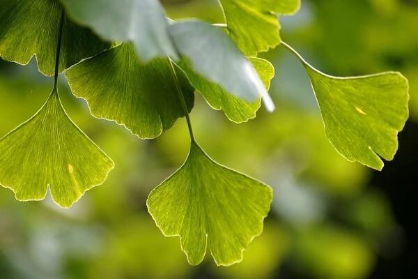 Bylinky pro zdravé stárnutí: kurkuma, ženšen a ginkgo biloba