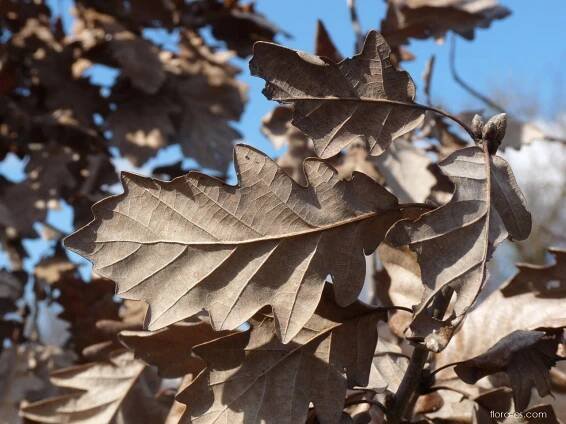 Dub letní (Quercus robur)