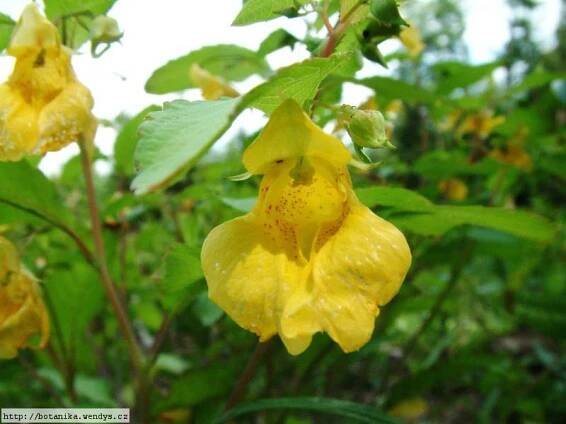 Herbář Wendys - Impatiens noli-tangere - netýkavka nedůtklivá