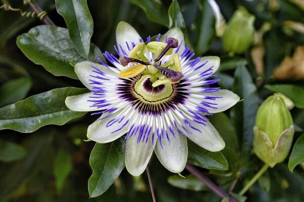 Climbing Talent Passionflower - GREENDUCK