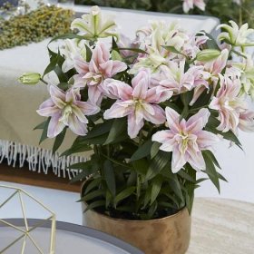 Double-flowered potted lilies - Lilium Plants