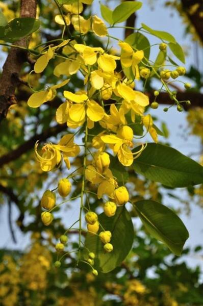 Cassieae