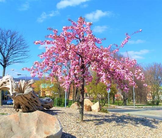 Obrázek - Prunus serrulata 'Kiku-shidare-sakura' (sakura ozdobná) | BioLib.cz