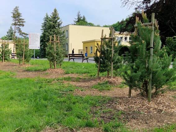 Sosna na Sosně aneb nová zeleň před nemocnicí v Třinci. Rostou tu mladé borovice