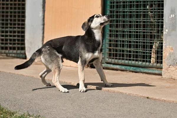 Psi k adopci z útulků, azylů a neziskových organizací
