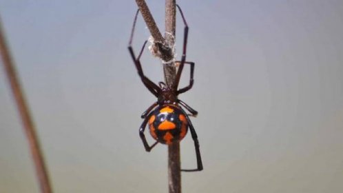 Pavouk karakurt je nebezpečný pavouk z rodu černých vdov. Popis a fotografie pavoučího karakurtu